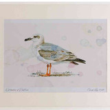 A2 yellow legged gull secondwinter