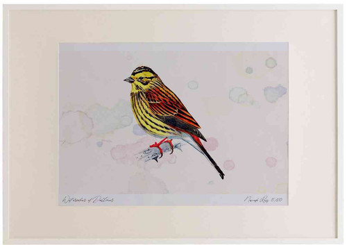 A2 yellowhammer female.jpg