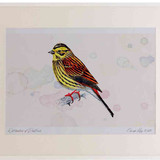 A2 yellowhammer female