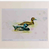 A2 velvet scoter malefemale