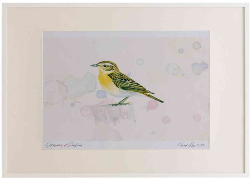 A2 whinchat female.jpg