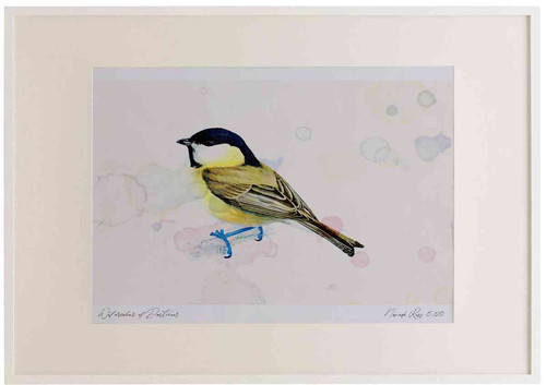 A2 willow tit.jpg