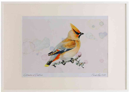 A2 waxwing.jpg