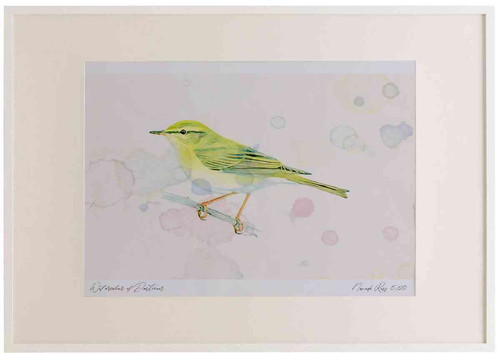 A2 willow warbler.jpg