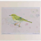 A2 willow warbler
