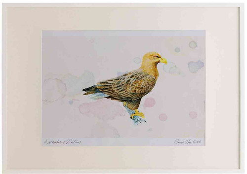 A2 white tailed eagle adult.jpg