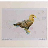 A2 white tailed eagle adult
