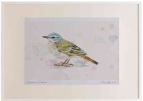A2 water pipit breeding plumage