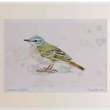 A2 water pipit breeding plumage
