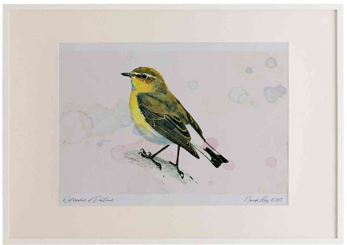 A2 wheatear female.jpg