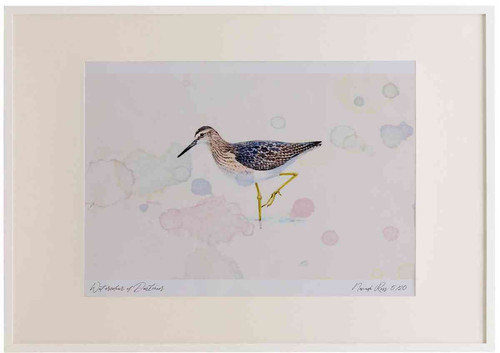 A2 wood sandpiper.jpg