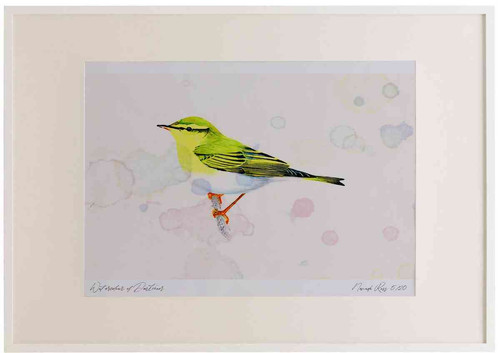 A2 wood warbler.jpg