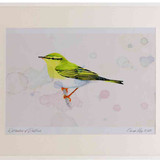 A2 wood warbler