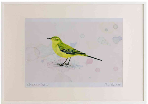 A2 yellow wagtail.jpg