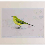 A2 yellow wagtail