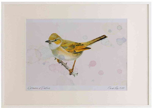 A2 whitethroat female.jpg