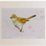 A2 whitethroat female