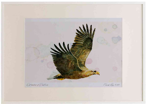 A2 white tailed eagle adult inflight1.jpg