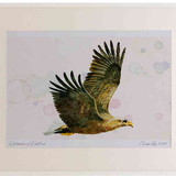 A2 white tailed eagle adult inflight1