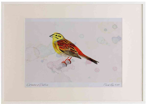 A2 yellowhammer male.jpg