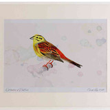 A2 yellowhammer male