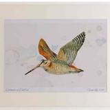 A2 woodcock roding