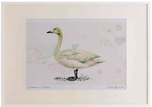 A2 whooper swan juvenile.jpg