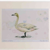 A2 whooper swan juvenile