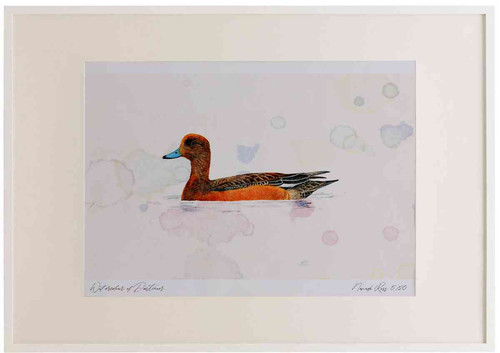 A2 wigeon female.jpg