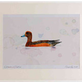 A2 wigeon female