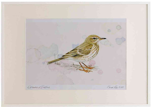 A2 water pipit nonbreeding plumage.jpg