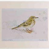 A2 water pipit nonbreeding plumage