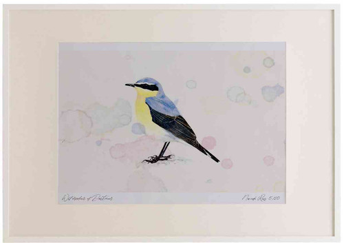 A2 wheatear male.jpg