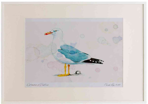 A2 yellow legged gull adult.jpg
