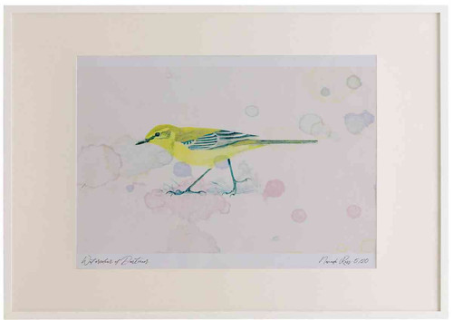A2 yellow wagtail female.jpg