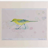 A2 yellow wagtail female