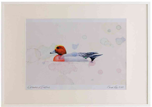 A2 wigeon male.jpg