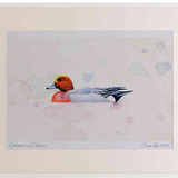 A2 wigeon male