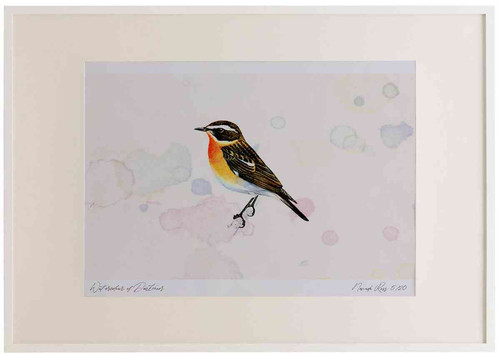 A2 whinchat male.jpg