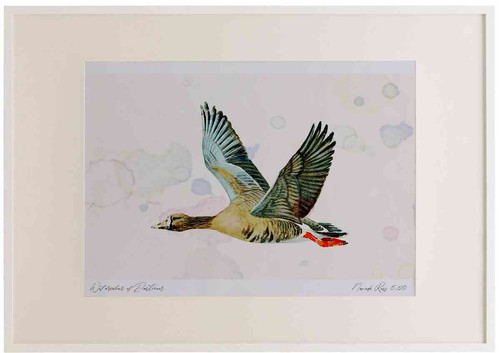 A2 white fronted goose albifronsrace.jpg