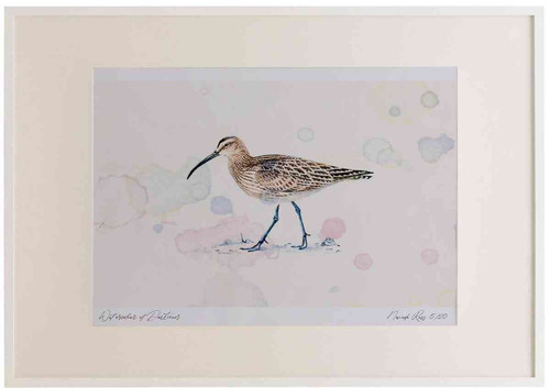 A2 whimbrel.jpg