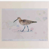 A2 whimbrel
