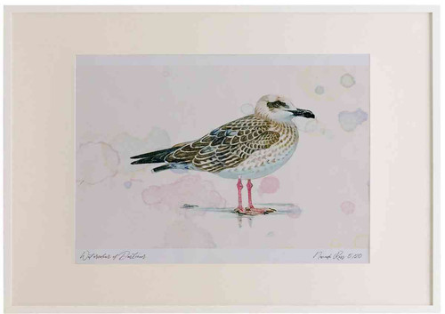 A2 yellow legged gull firstwinter.jpg