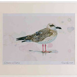 A2 yellow legged gull firstwinter