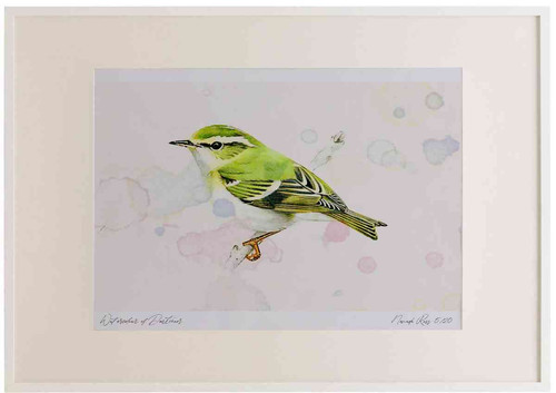 A2 yellow browed warbler.jpg
