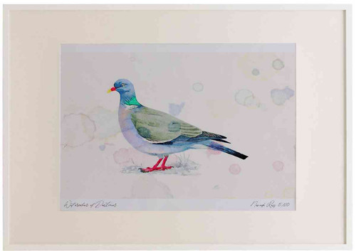 A2 woodpigeon adult.jpg