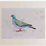 A2 woodpigeon adult