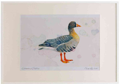 A2 white fronted goose greenlandrace.jpg