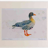 A2 white fronted goose greenlandrace