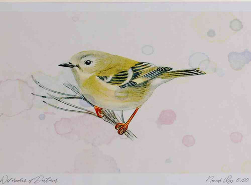 A4 goldcrest juvenile.jpg